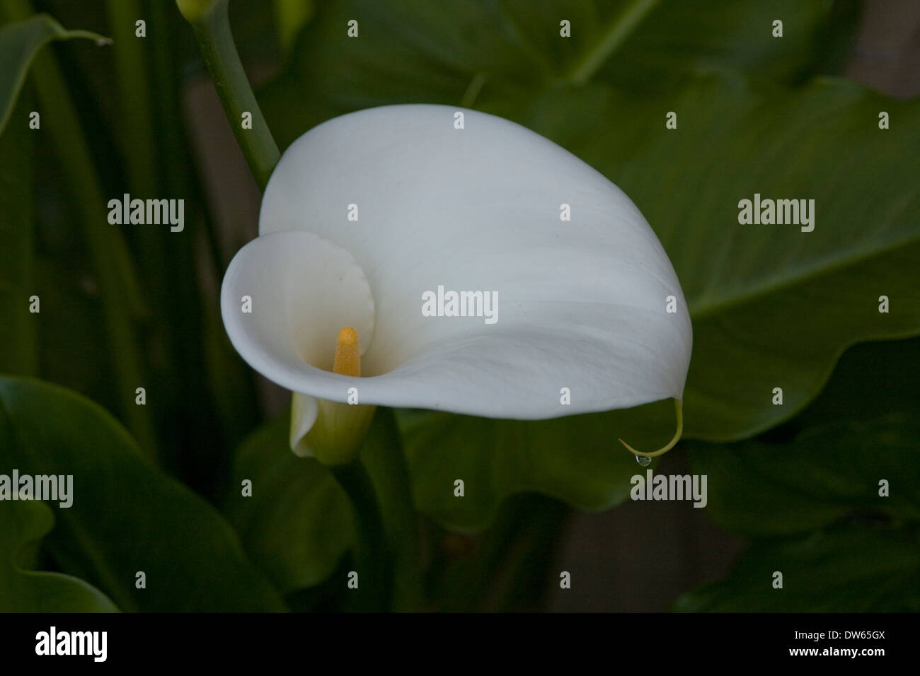 Calla Lily in bloom Stock Photo Alamy