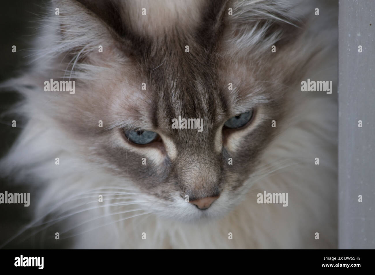 Feline intent - Missy the cat contemplates making a run for it when the door was left open. Stock Photo