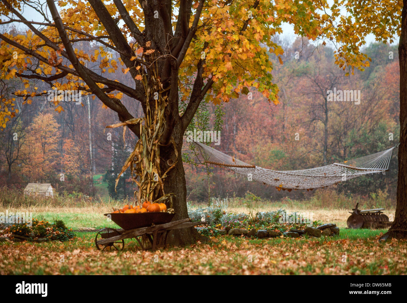New England autumn fall foliage hammock wheelbarrow pumpkins Stock Photo