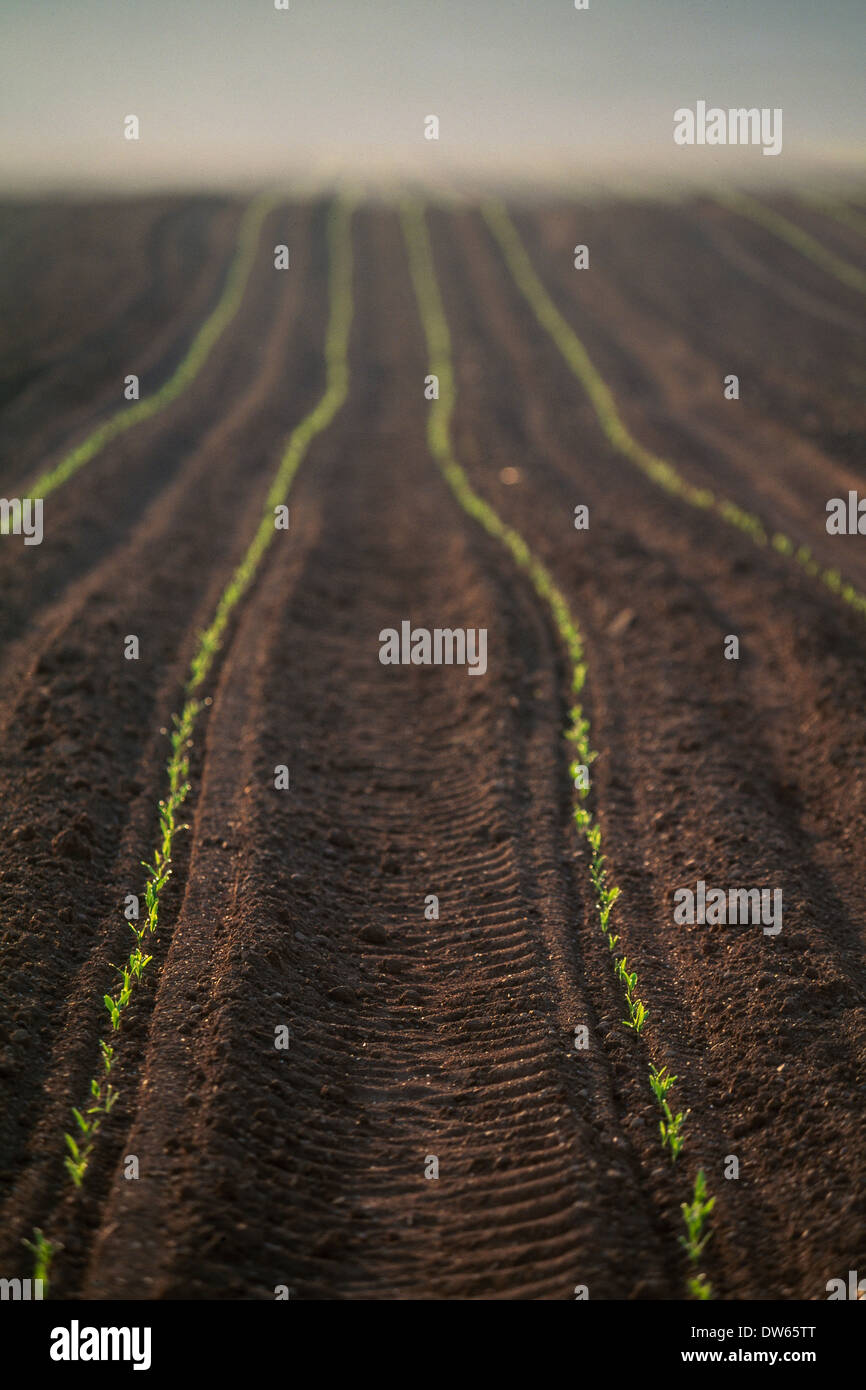 North Branford Connecticut farm land agriculture rural fields corn crop
