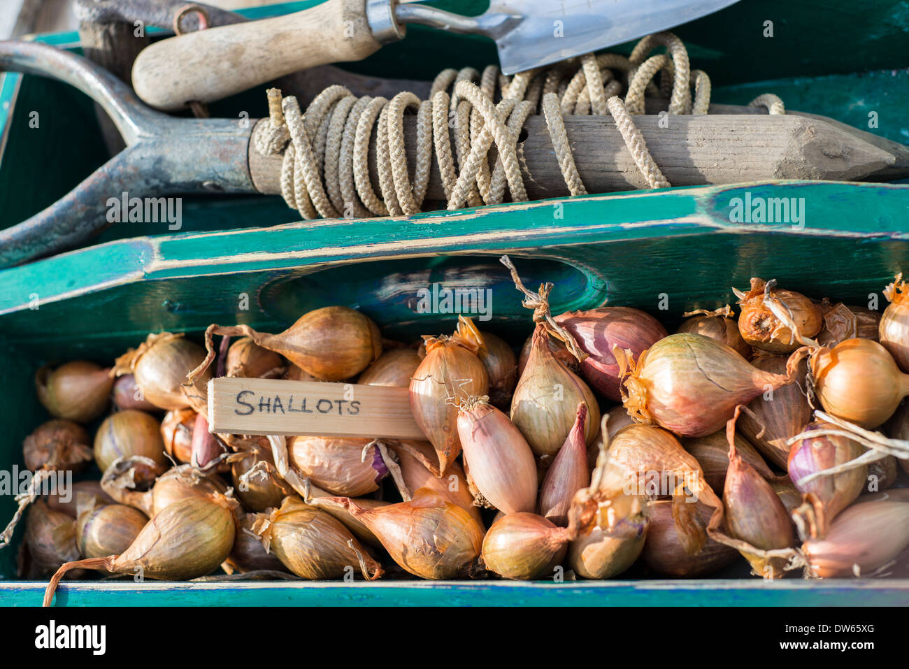 Wooden tool tray with hand tools and shallots ready for planting. Stock Photo