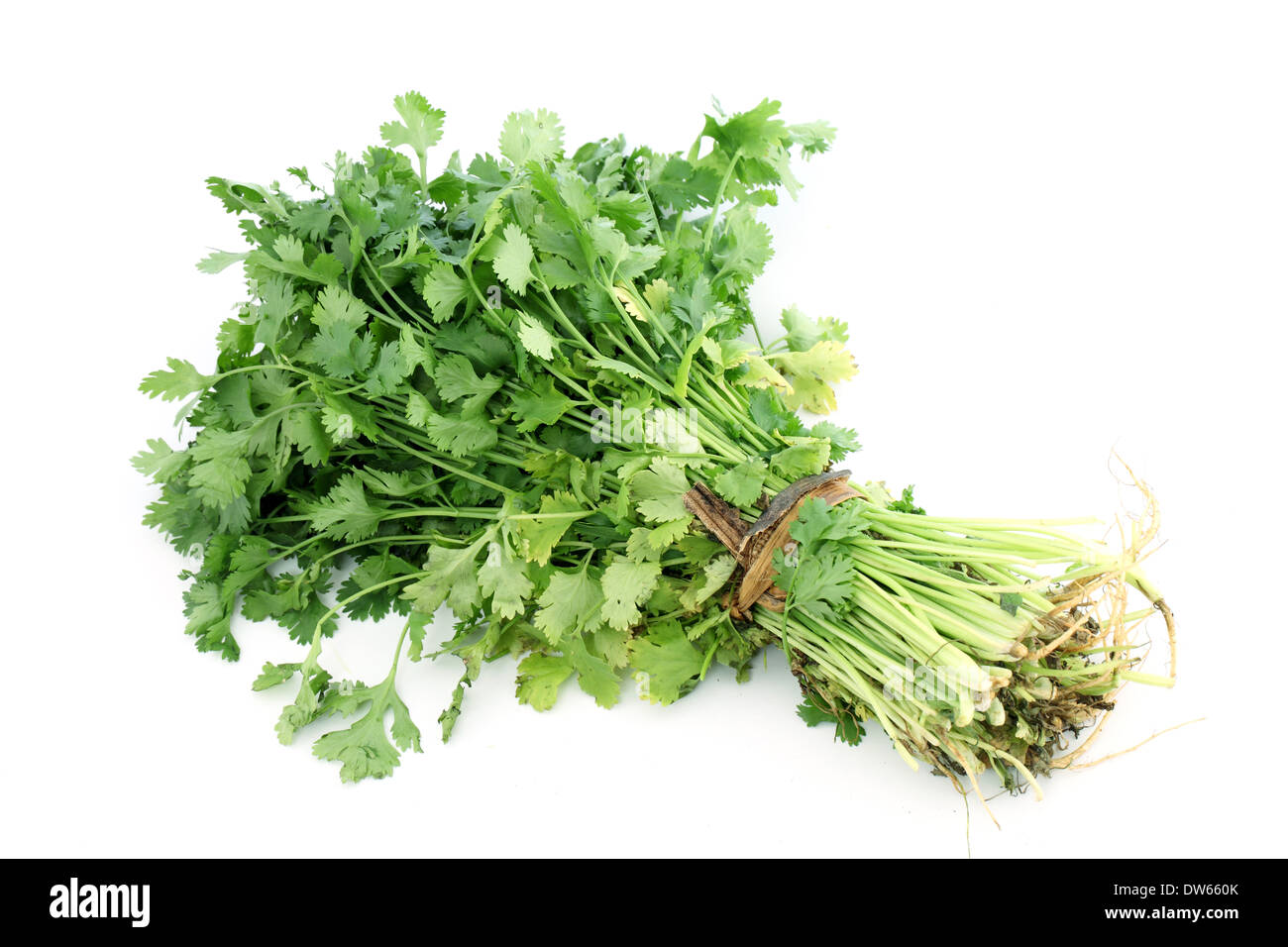 Coriander leaves cut out hi-res stock photography and images - Alamy