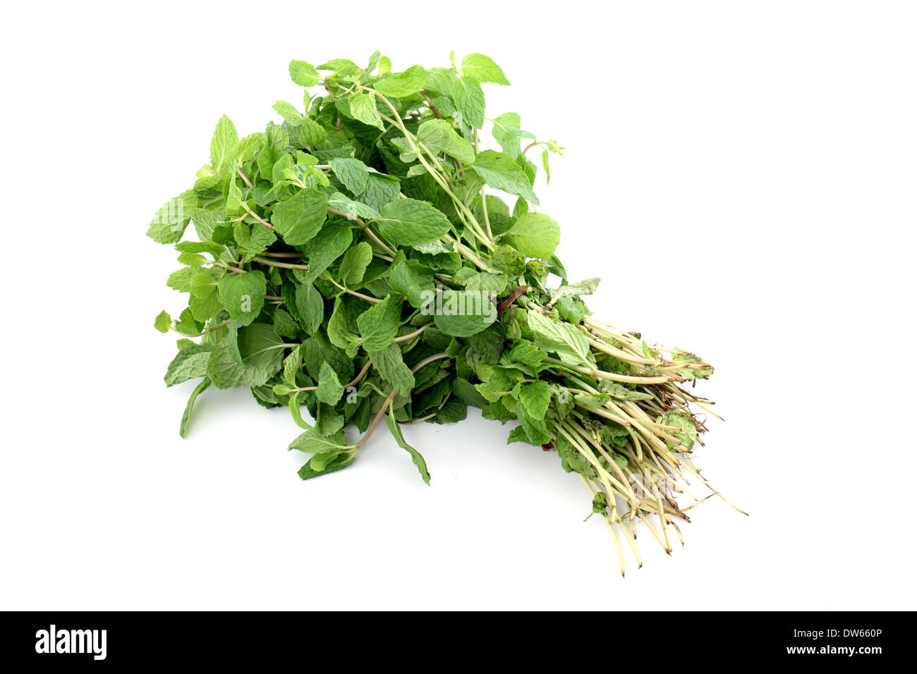 Bunch of mint leaves hi-res stock photography and images - Alamy