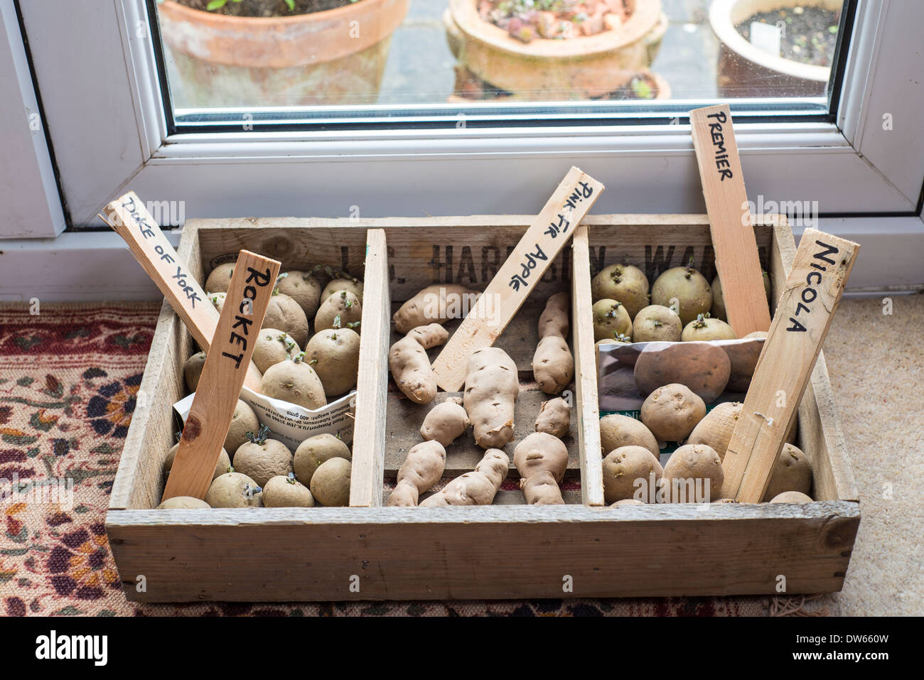 Seed potatoes in chitting tray by lounge french windows. Stock Photo