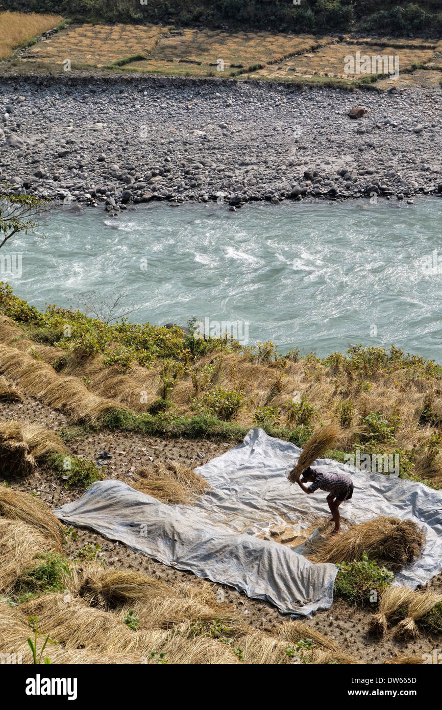 Threshing rice along the Budhi Gandaki River in the Gorkha region of Nepal. Stock Photo