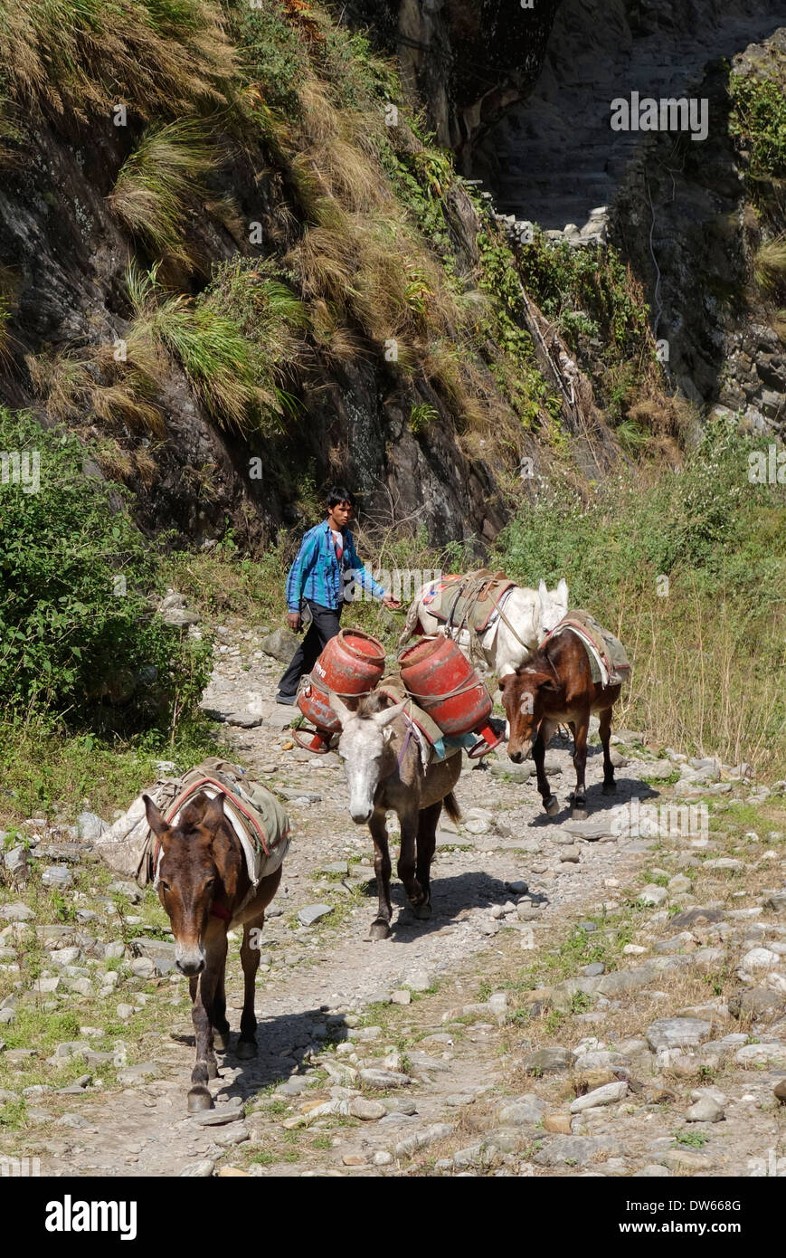 Pack animals carrying supplies on a trail in the Manaslu region of Nepal. Stock Photo