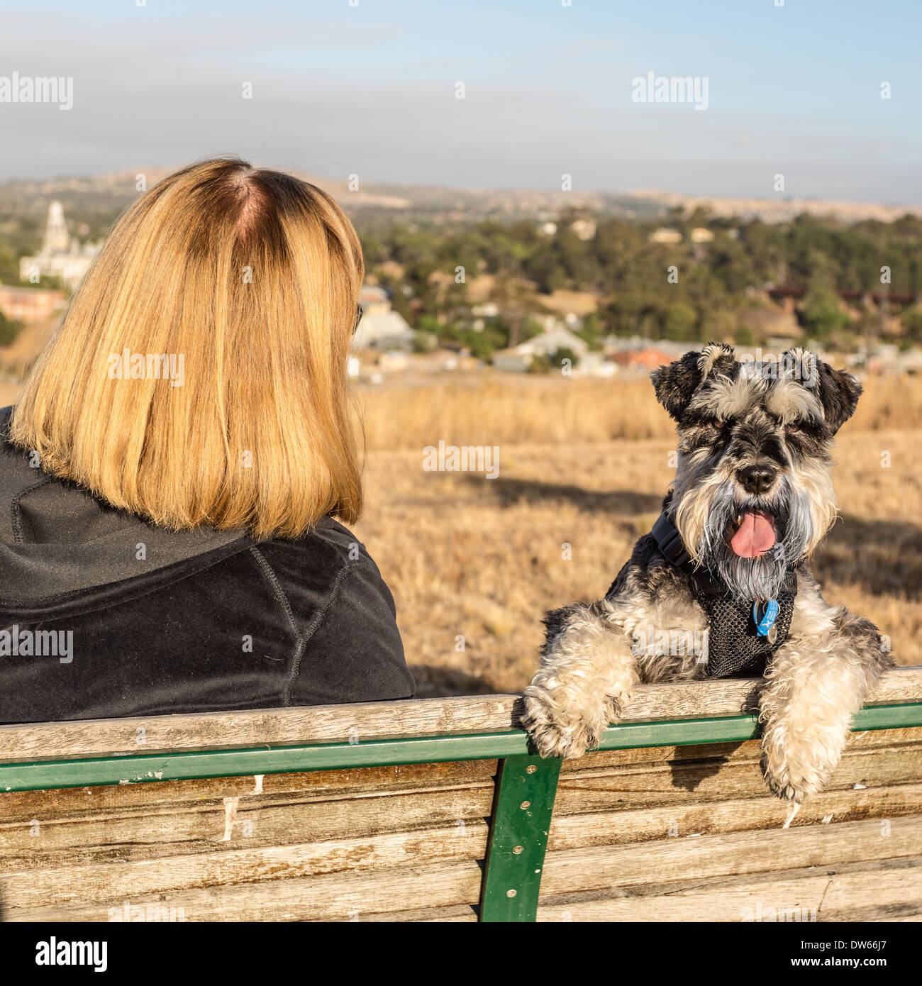 Senior lady on park bench with puppy. Stock Photo
