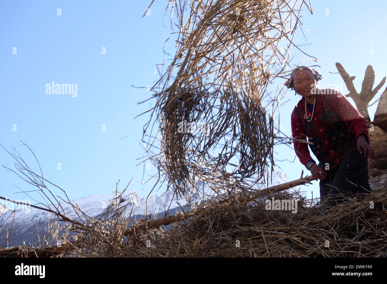 Tibetan woman throwing straw off a hillside to be collected for livestock feed, Manaslu region, Nepal. Stock Photo