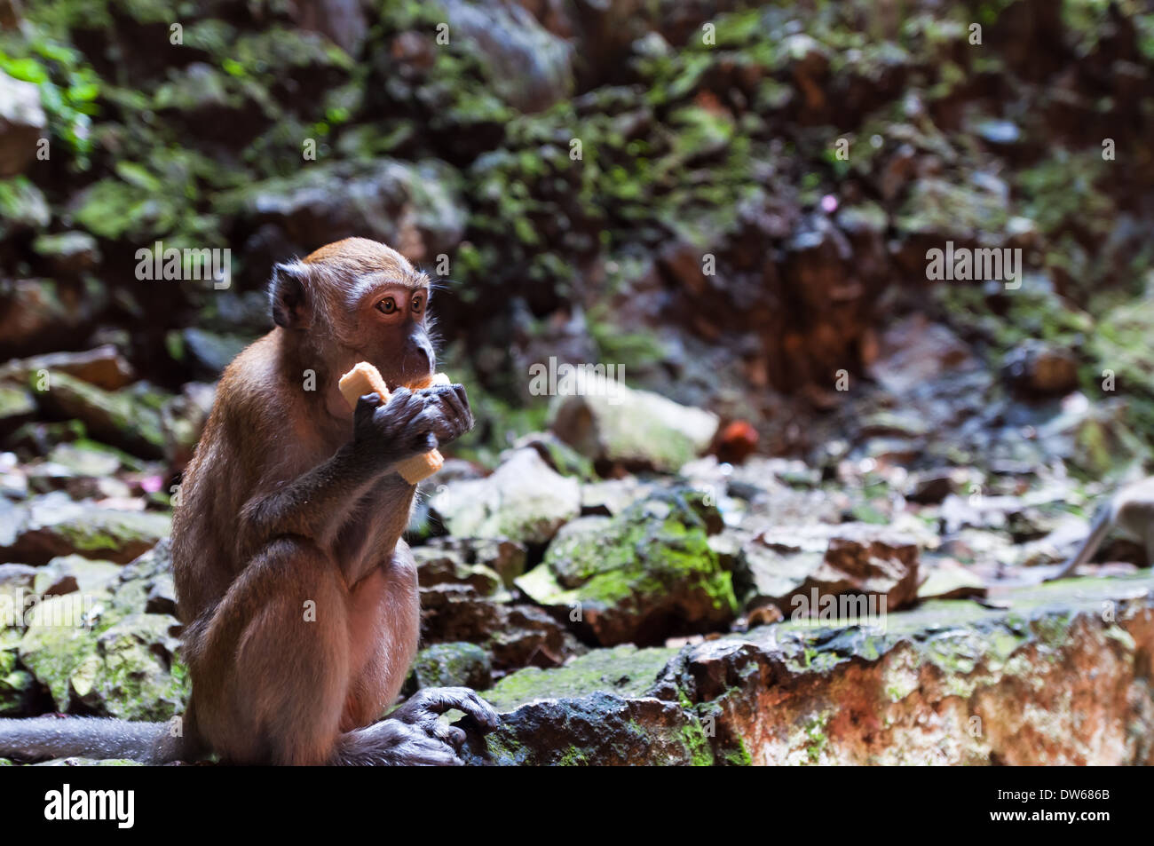 Cave monkeys at the Batu Caves in Kuala Lumpur. Stock Photo