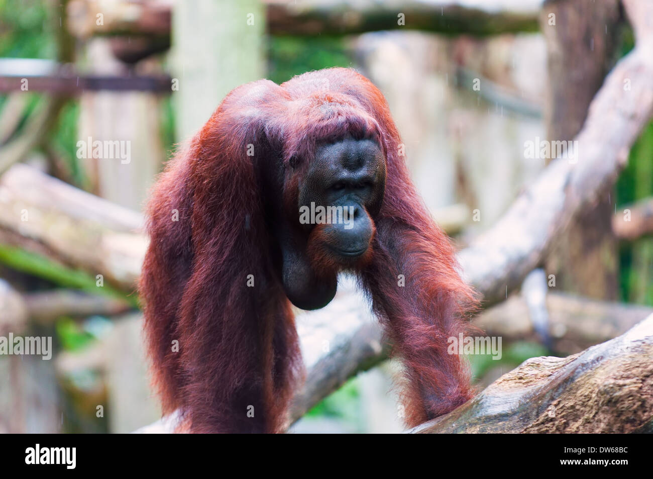 Bornean orangutan at the Singapore Zoo Stock Photo - Alamy