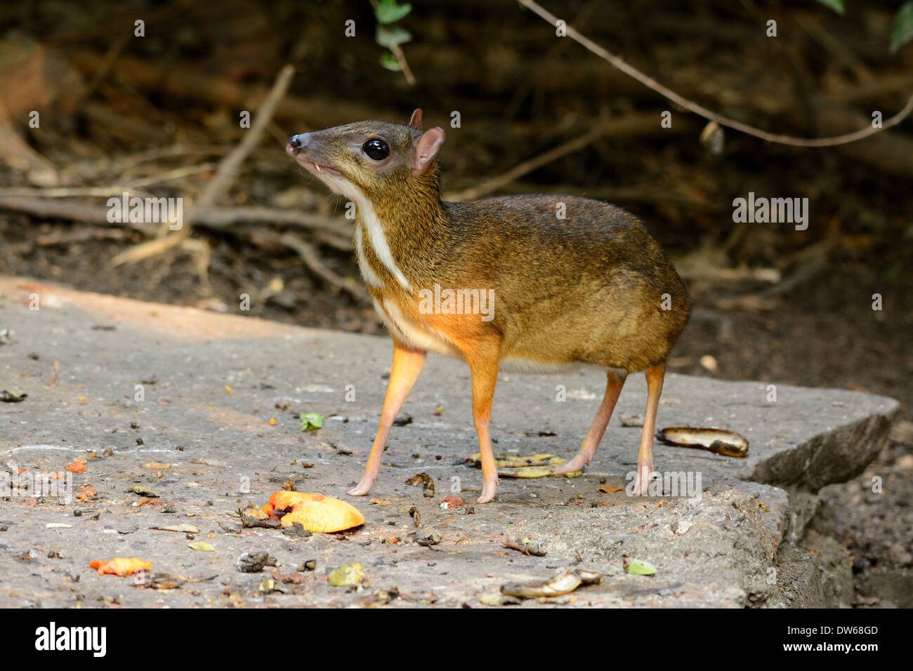 Mouse deer - KHAO SOK National Park, Thailand