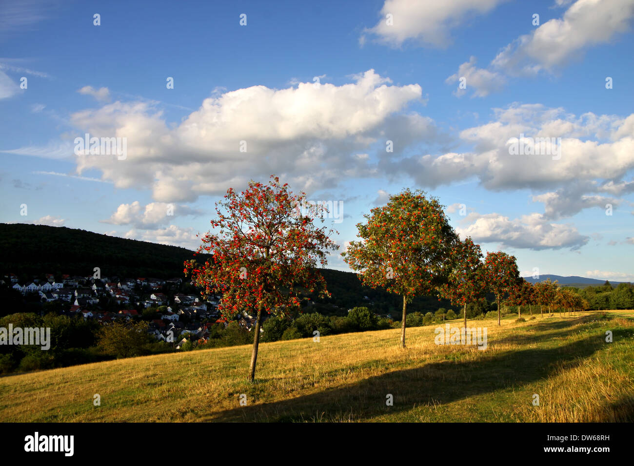 Evening sky trees hi-res stock photography and images - Alamy