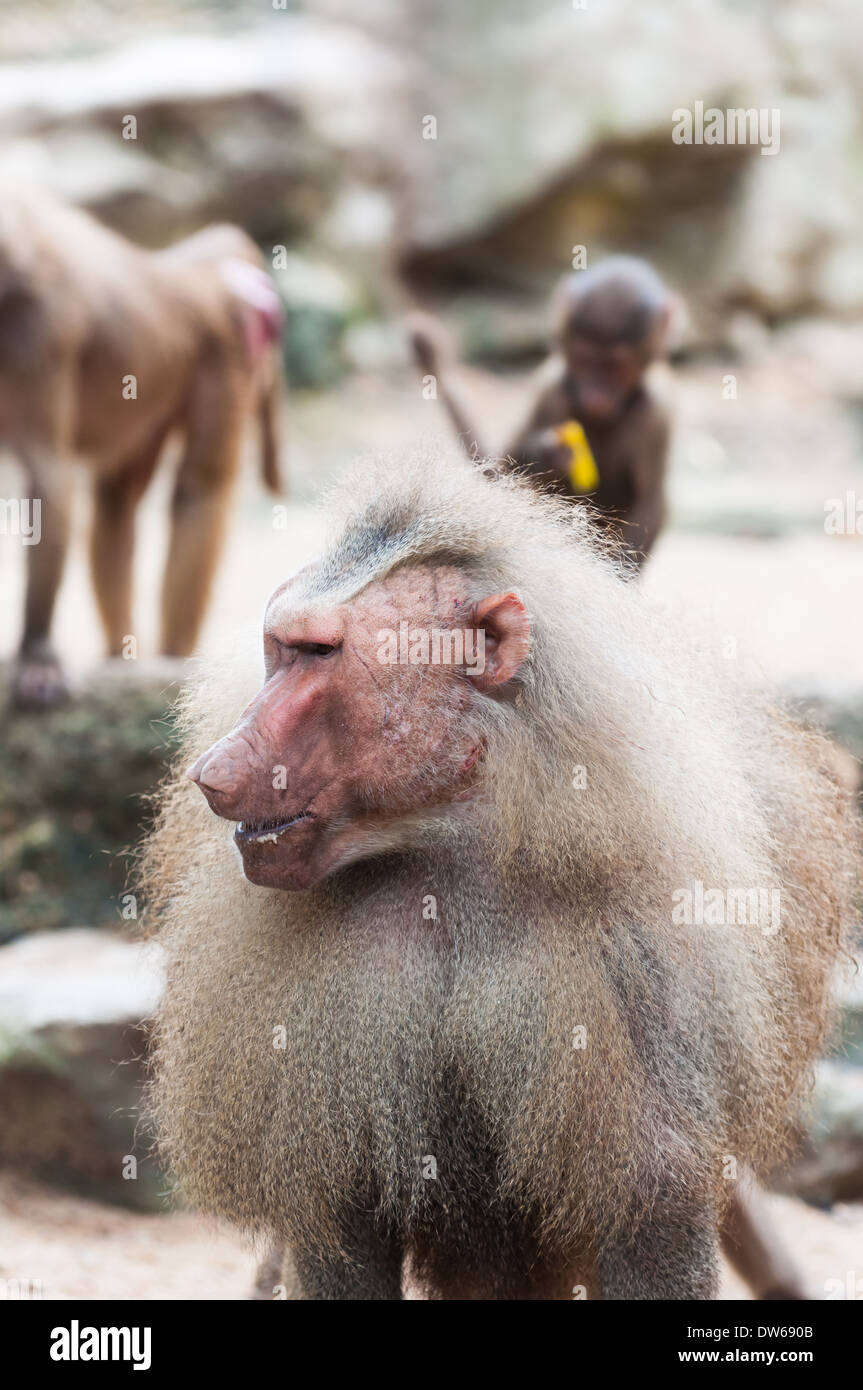 Hamadryas baboons at the Singapore Zoo. Stock Photo