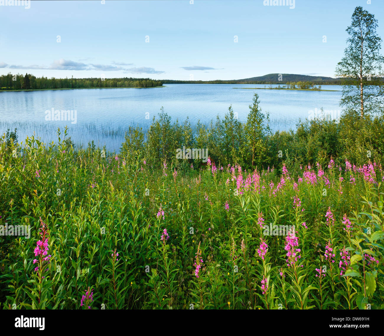 Lake summer view with pink flowers in front (Sweden Stock Photo - Alamy