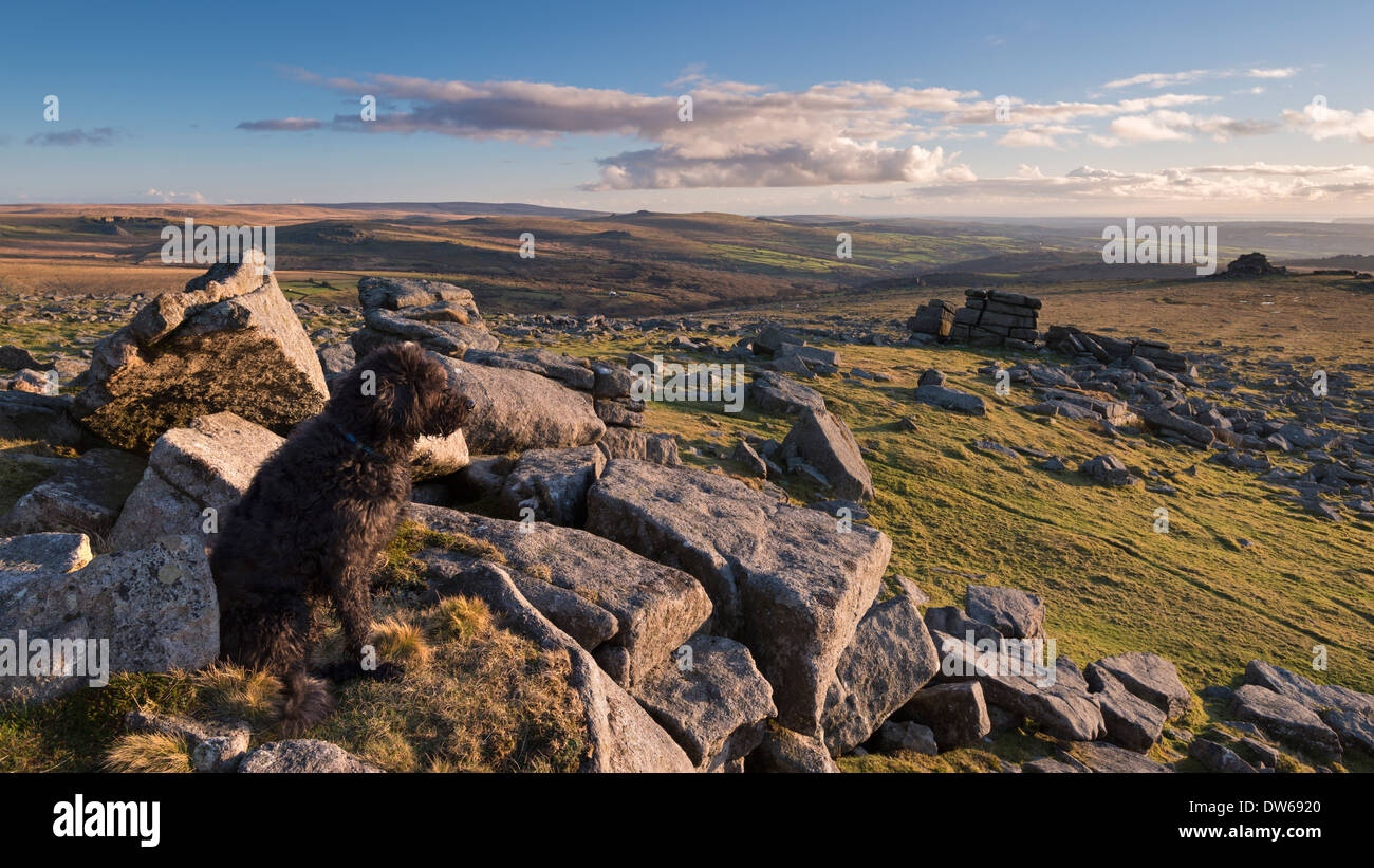 Black Dog (Labradoodle) sitting on Great Staple Tor, Dartmoor, Devon, England. Winter (January) 2014. Stock Photo