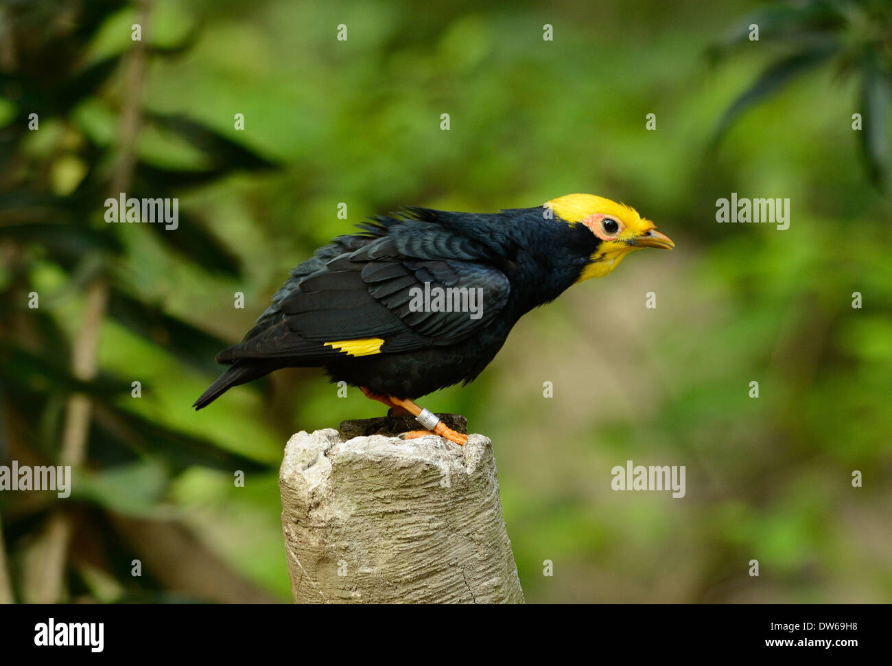 Male Golden-Crested Myna