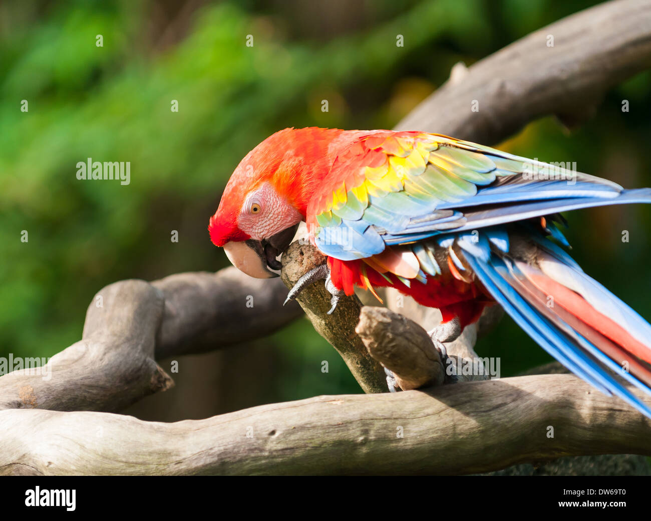 Scarlet macaw (Ara macao) at the Jurong Bird Park in Singapore. Stock Photo