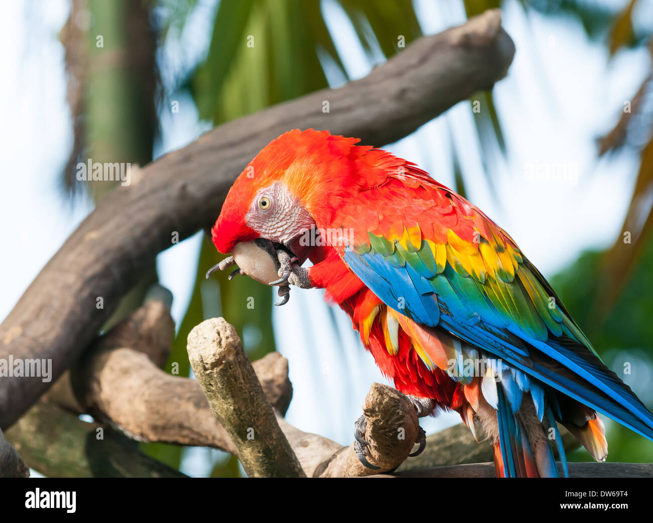 Scarlet macaw (Ara macao) at the Jurong Bird Park in Singapore. Stock Photo