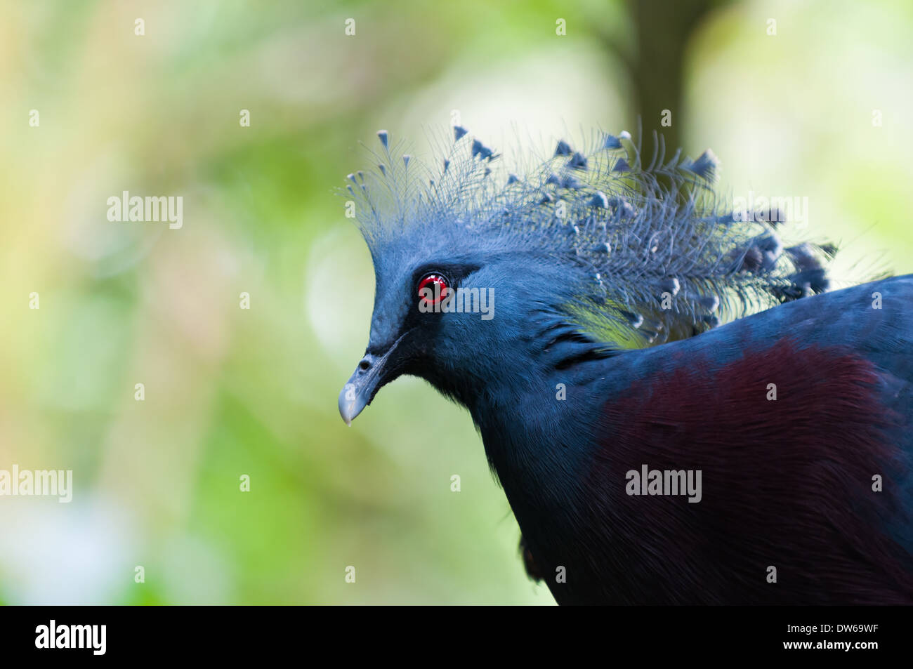 Victoria crowned pigeon (Goura victoria) at Jurong Bird Park in Singapore. Stock Photo