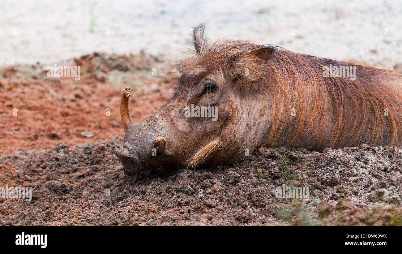Wallows in mud hi-res stock photography and images - Alamy