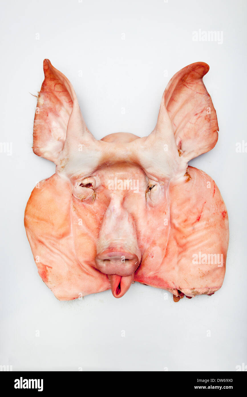 Flattened Pigs Face or Head on white background Stock Photo