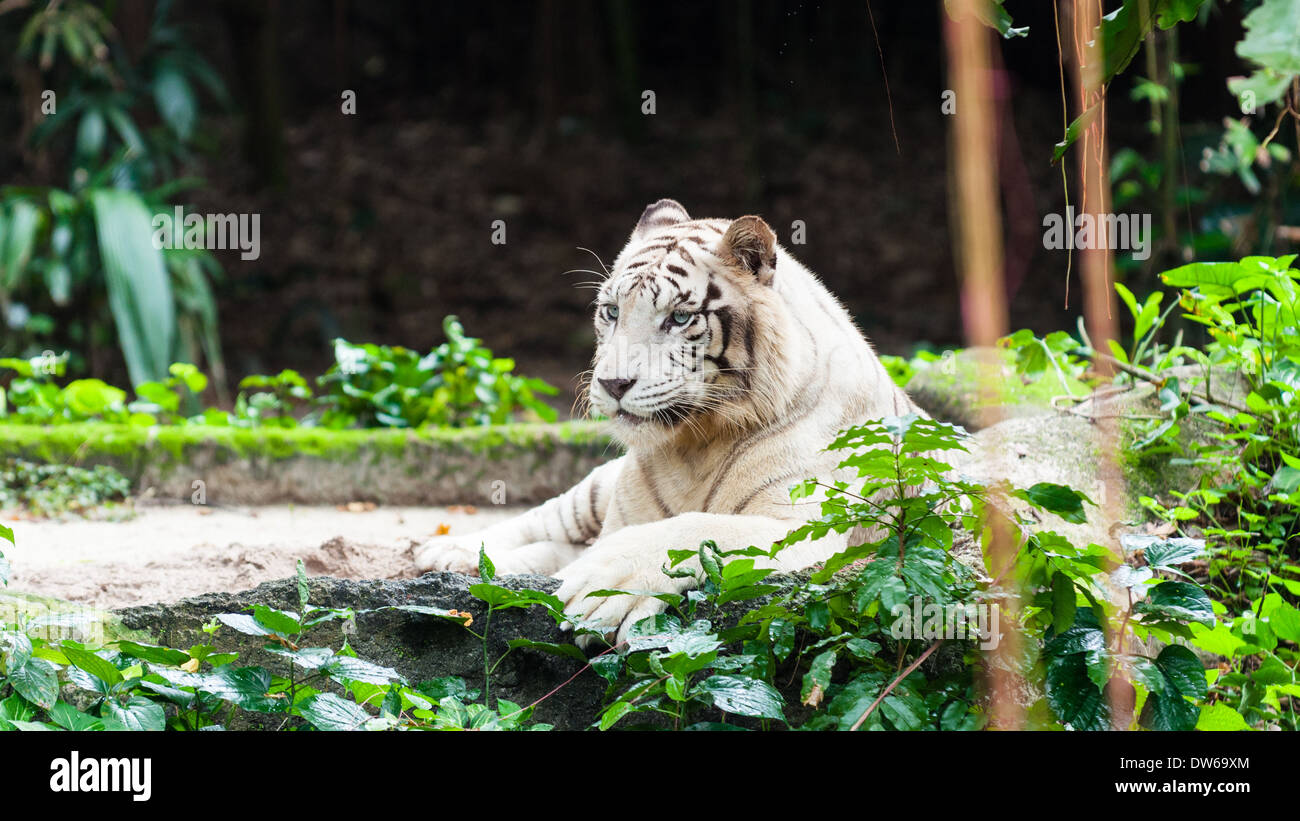 White bengal tiger at the Singapore Zoo Stock Photo - Alamy