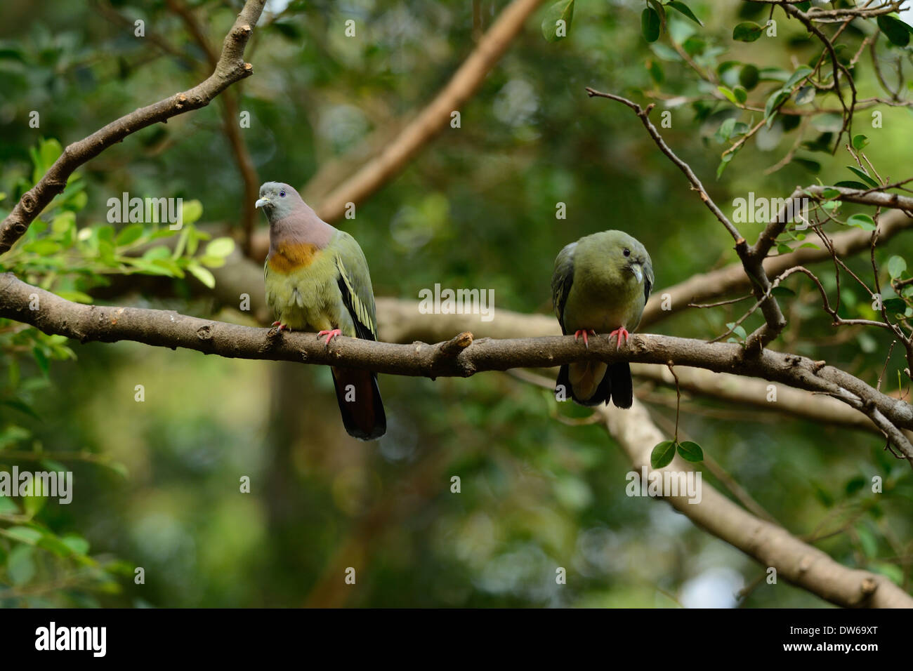 beautiful Pink-necked Green-Pigeon (Treron vernans) possing on branch Stock Photo