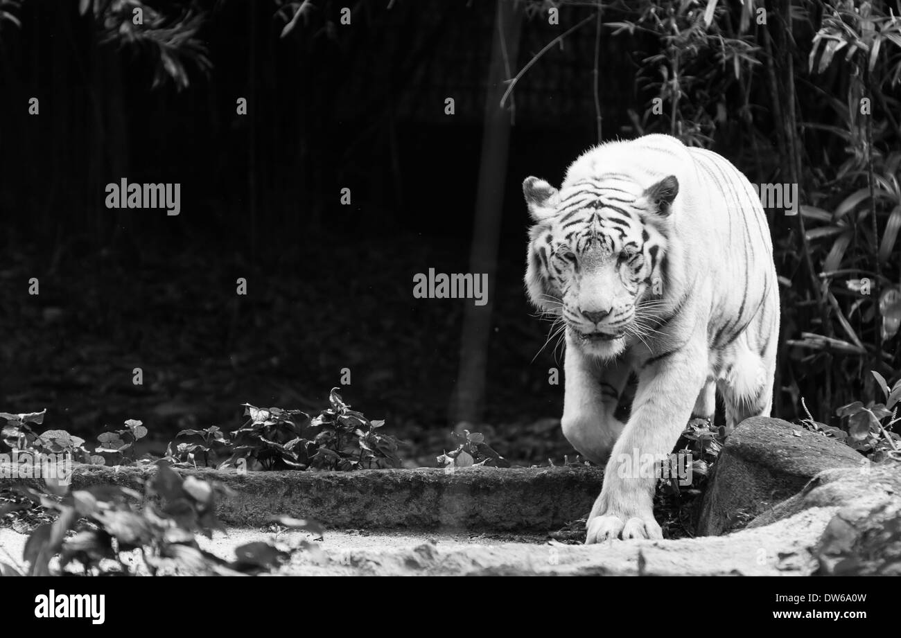 White bengal tiger at the Singapore Zoo Stock Photo - Alamy