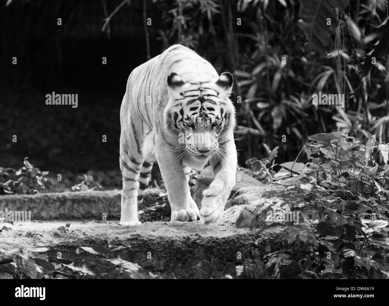 Bengal tiger Black and White Stock Photos & Images Alamy