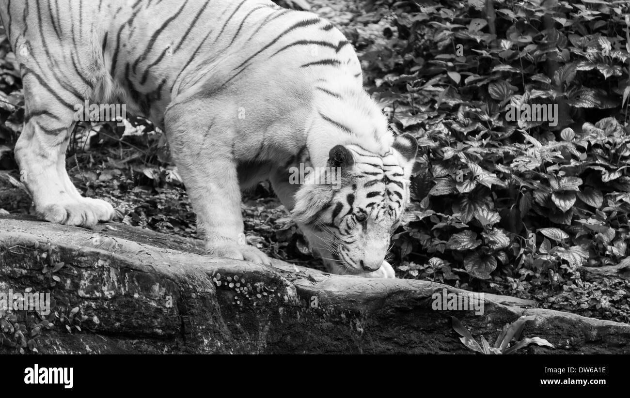 White bengal tiger at the Singapore Zoo Stock Photo - Alamy