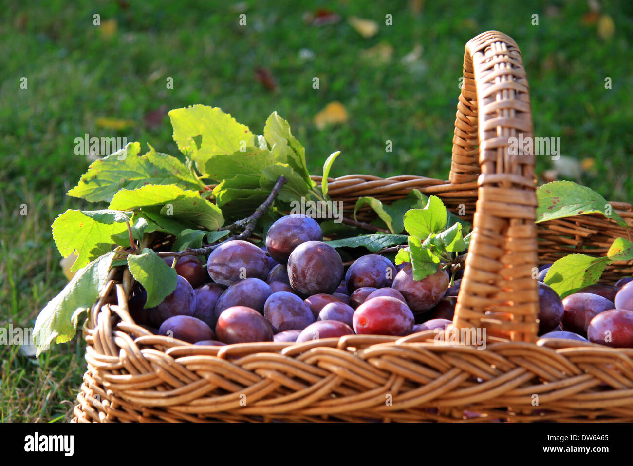Basket of plums hi-res stock photography and images - Alamy