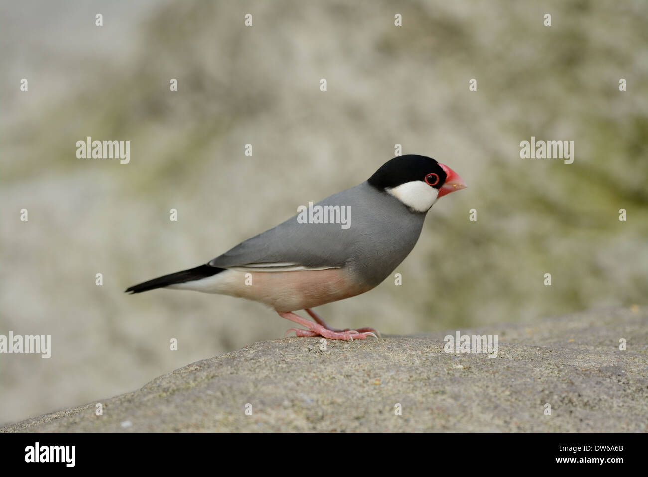 White java sparrow hi-res stock photography and images - Alamy