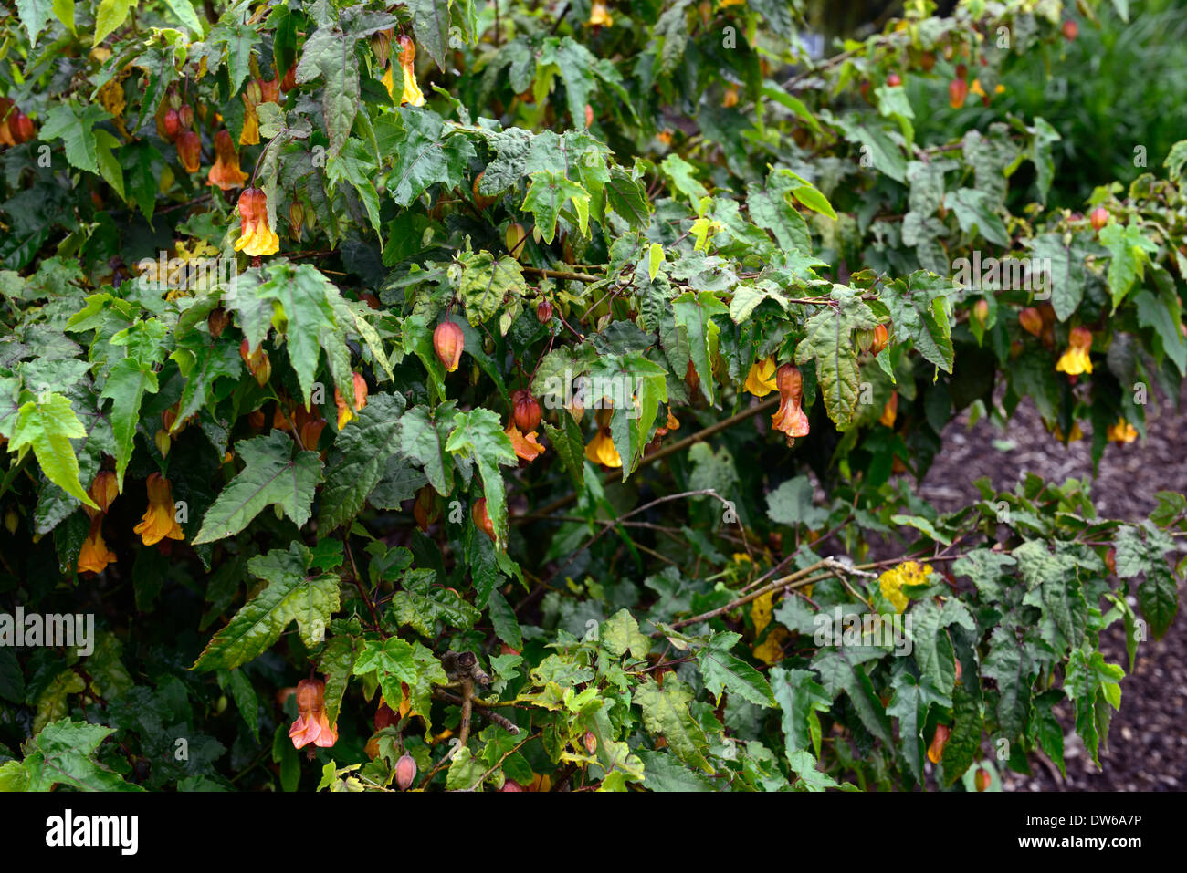 abutilon megapotamicum trailing abutilon abutilons bicolor bicolour flowering flowers orange yellow Stock Photo