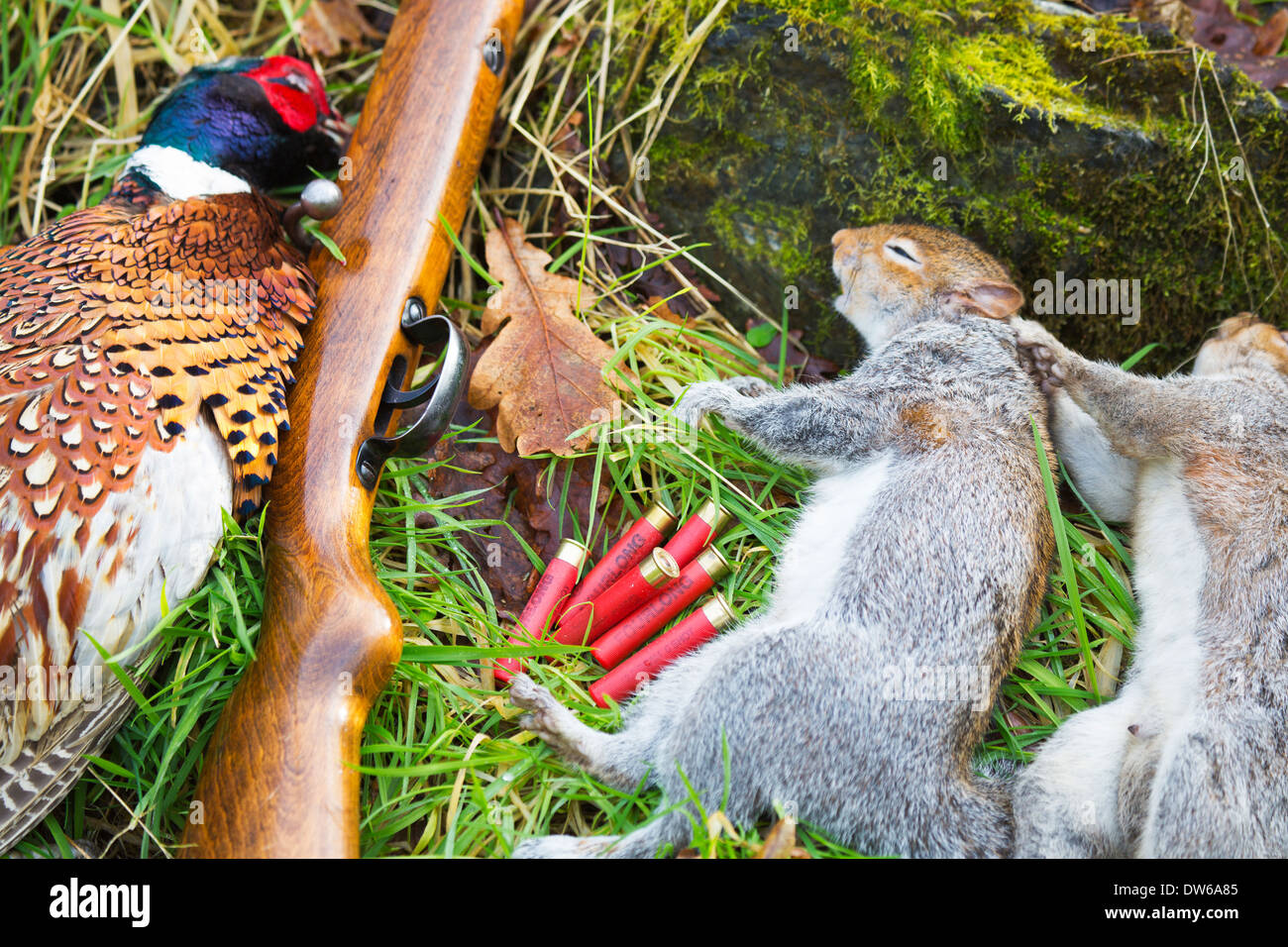 Close up of Gun Pheasant and squirrels Stock Photo