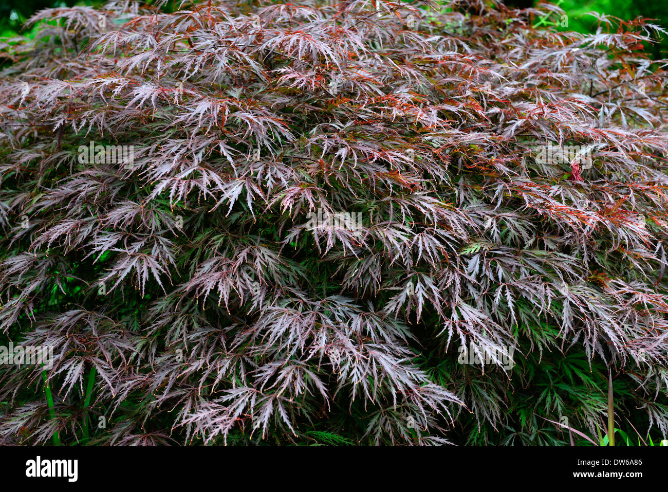 acer palmatum dissectum garnet purple foliage shrubs oriental maples japanese deciduous leaves tree Stock Photo