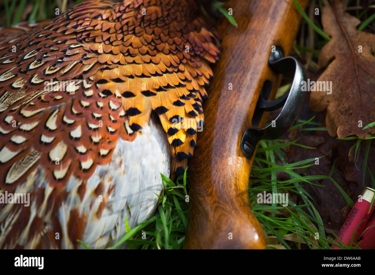 Close up of Gun and Pheasant Stock Photo