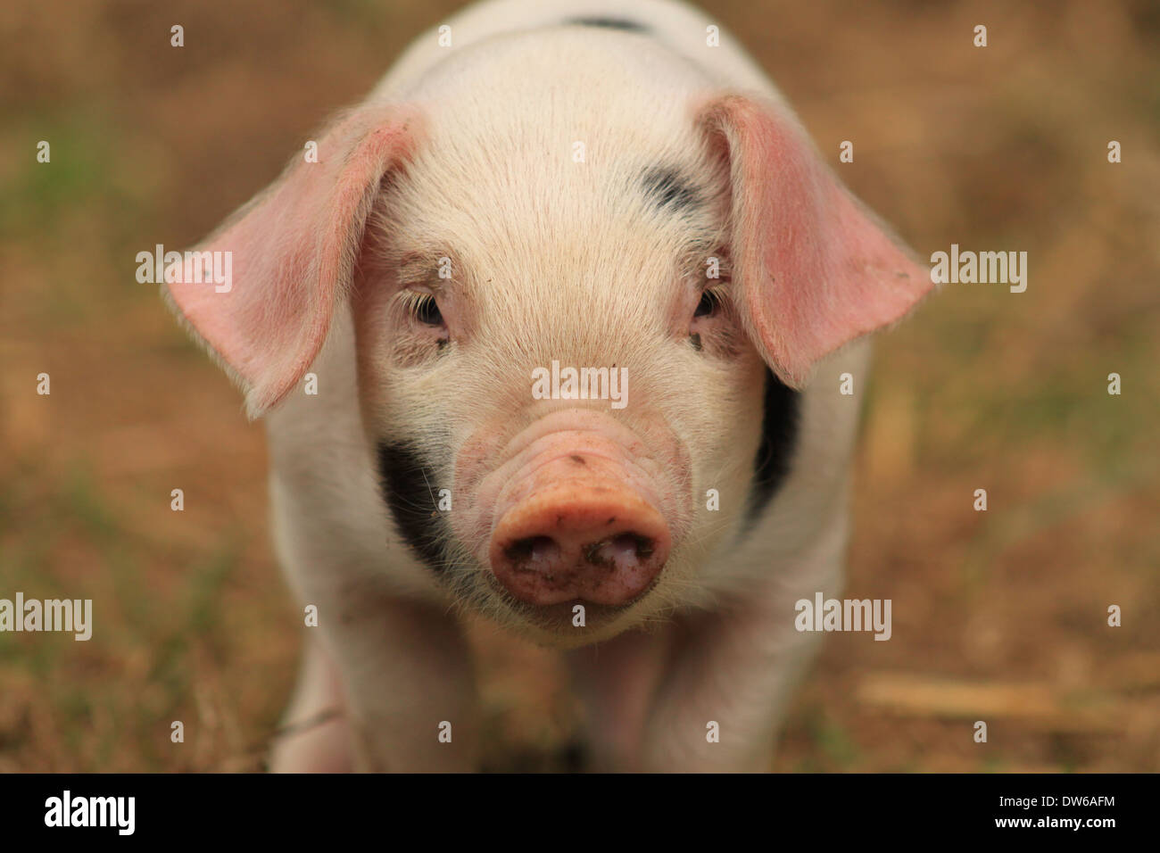 Picture of a Piglet Stock Photo