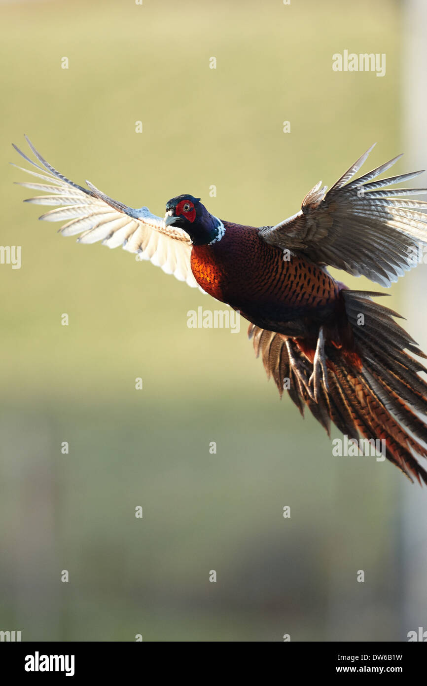 Male cock pheasant rooster in flight Stock Photo