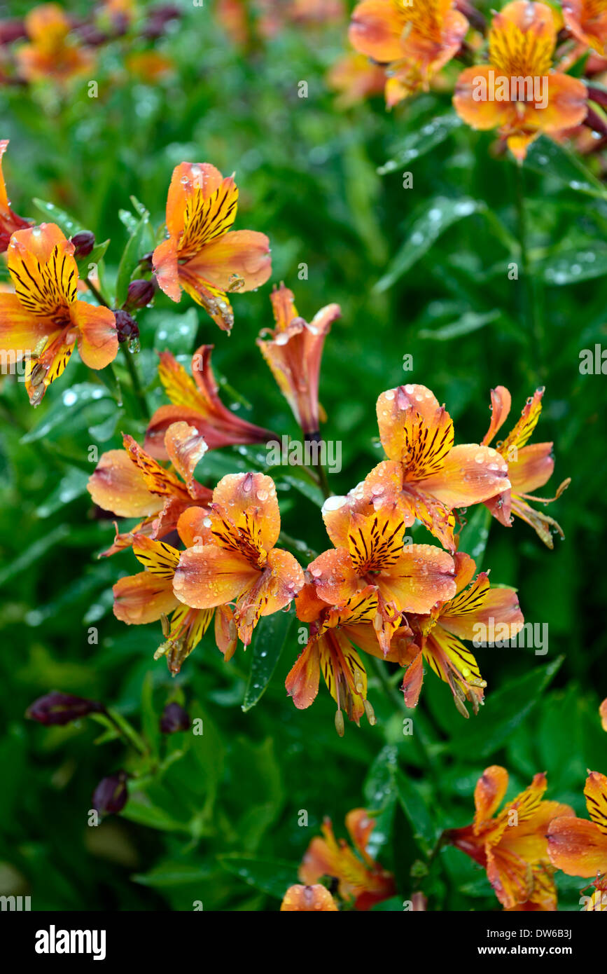 alstroemeria marmalade Peruvian Lily Butterfly Lily orange flower