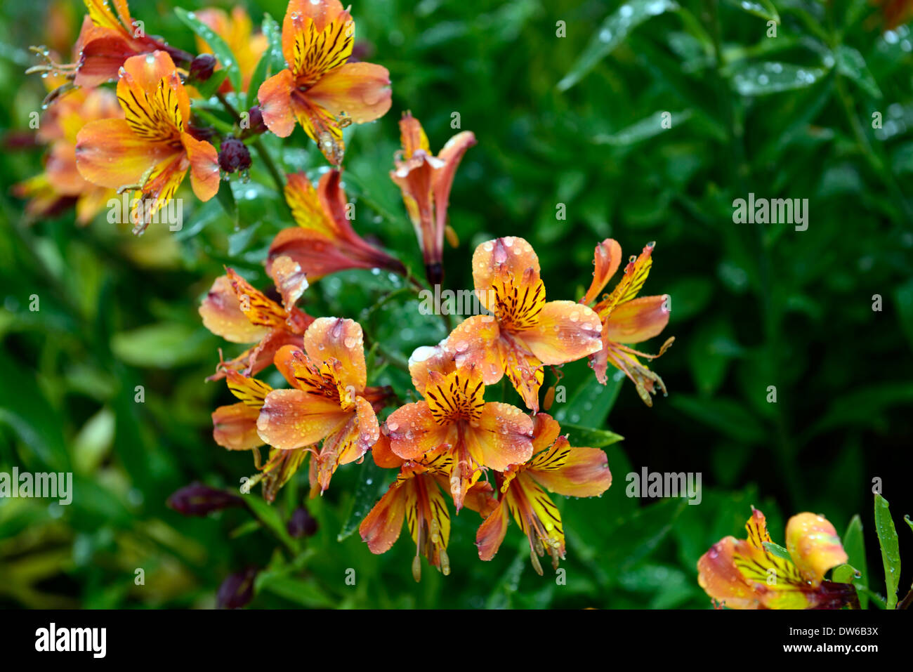 alstroemeria marmalade Peruvian Lily Butterfly Lily orange flower