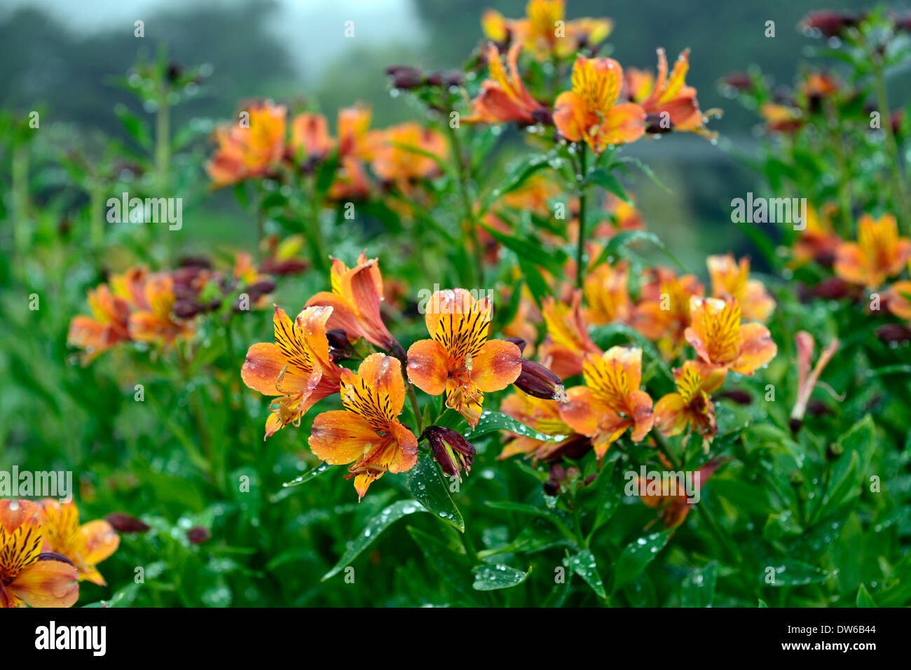 alstroemeria marmalade Peruvian Lily Butterfly Lily orange flower ...