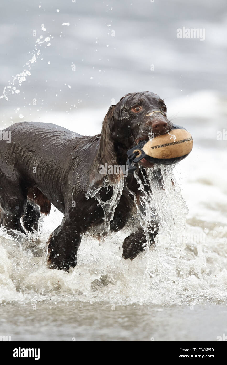 Working cocker spaniel dog retrieving a training dummy from water Stock Photo