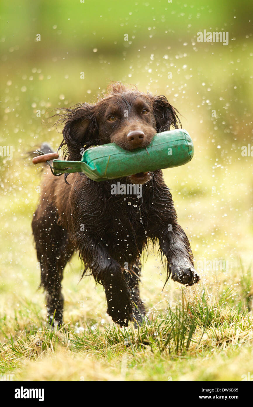 Working cocker spaniel dog retrieving training dummy from wet ground Stock Photo