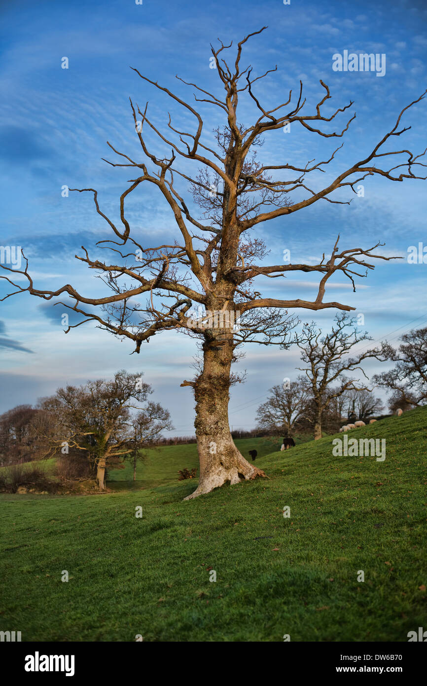 Dead oak tree hires stock photography and images Alamy