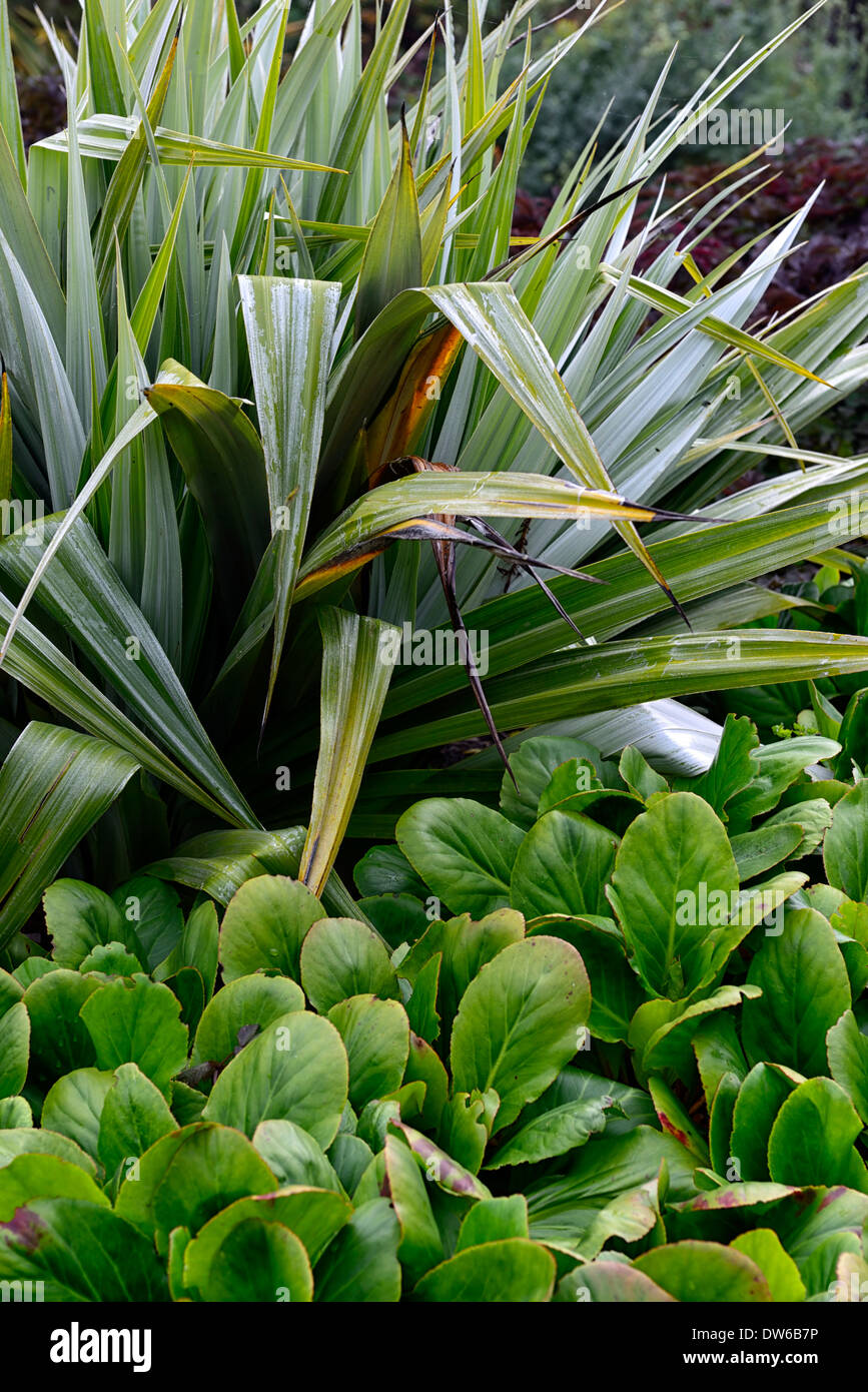astelia chathamica silver spear bergenia leaves foliage green mix mixed plant planting scheme combination Stock Photo