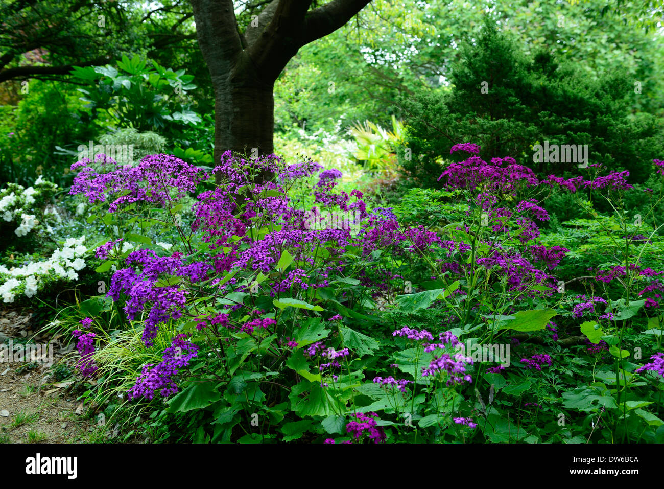 purple cineraria flowers edge fringe woodland wood garden partial
