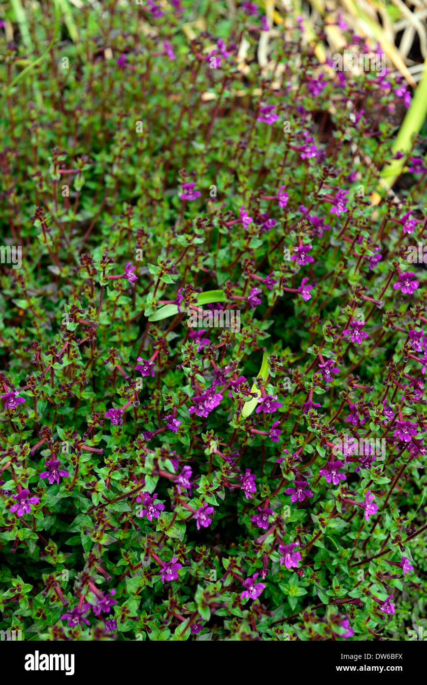 cuphea aequipetala purple flowers flower flowering evergreen perennial groundcover ground cover plant Stock Photo