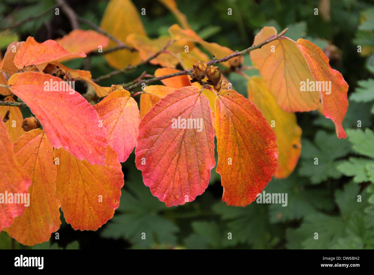 Colorful autumn leaves on a small bush Stock Photo