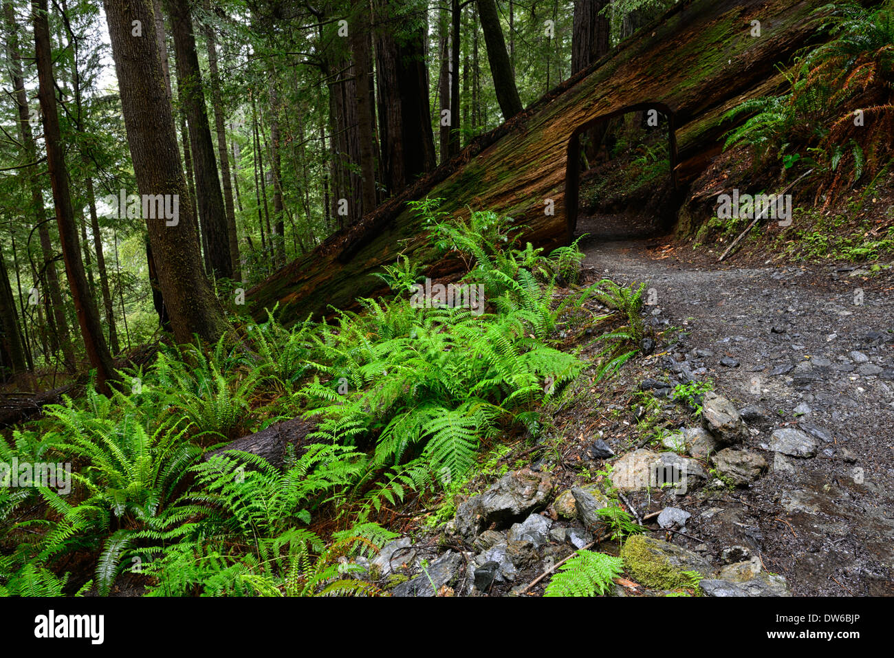 tree cut out section trail path through under redwood trees trunk del norte coastal redwoods california Stock Photo