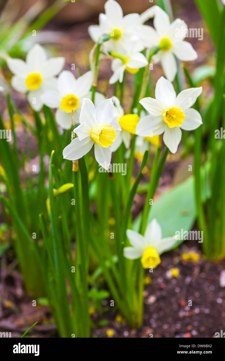Dwarf narcissi Jack Snipes is an extra early variety of narcissus. Stock Photo